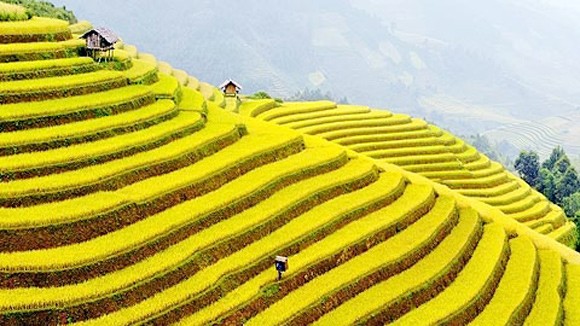 Xuân về trên những chân ruộng bậc thang ảnh 1