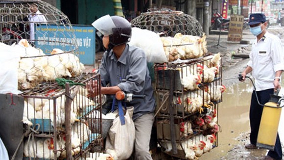 Hà Nội duy trì chốt kiểm dịch động vật 24/24h ảnh 1