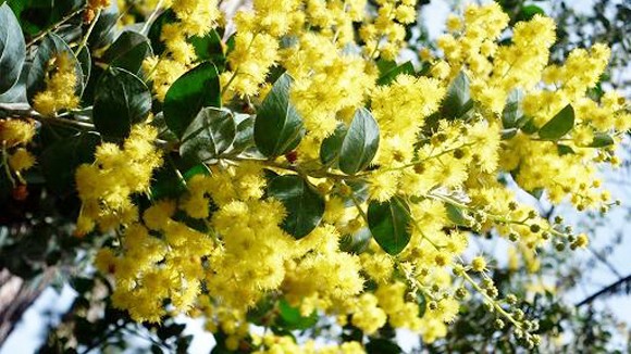 Ngợp trong sắc trinh nữ vàng ảnh 2