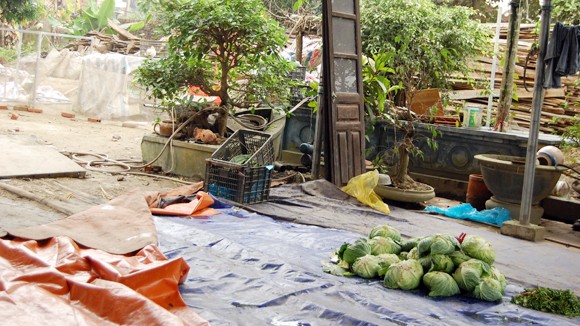 Rau sạch vẫn chưa đạt yêu cầu ảnh 1