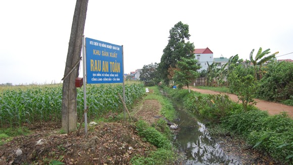 Mượn danh rau an toàn lừa người tiêu dùng ảnh 2