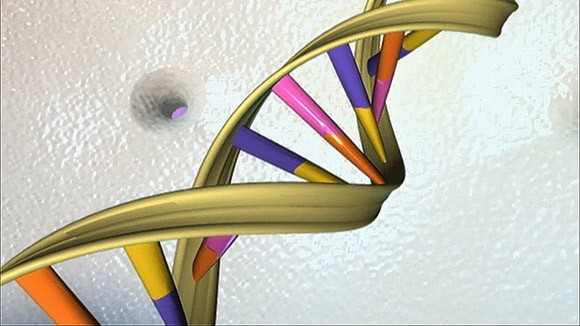 Chỉ 8,2% ADN của con người hữu dụng ảnh 1