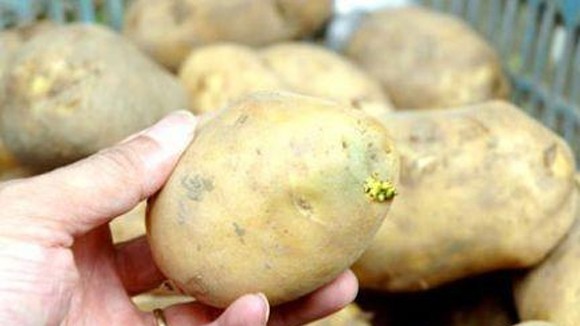 “Cứ điểm” của độc tố trên rau quả ảnh 1