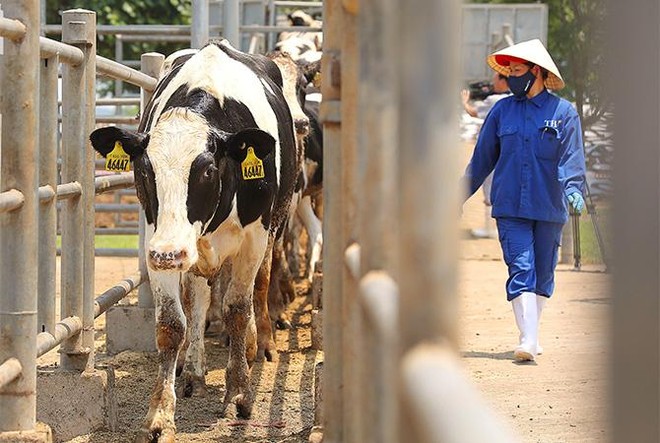 Vững đà tăng trưởng, TH true MILK đón đàn bò sữa cao sản nhập khẩu đầu tiên trong năm 2021 ảnh 1