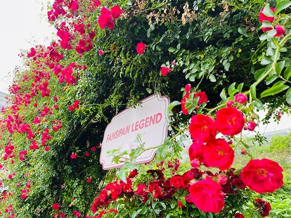 Hồng leo đỏ rực thung lũng hoa hồng Fansipan mùa tháng 5 ảnh 4