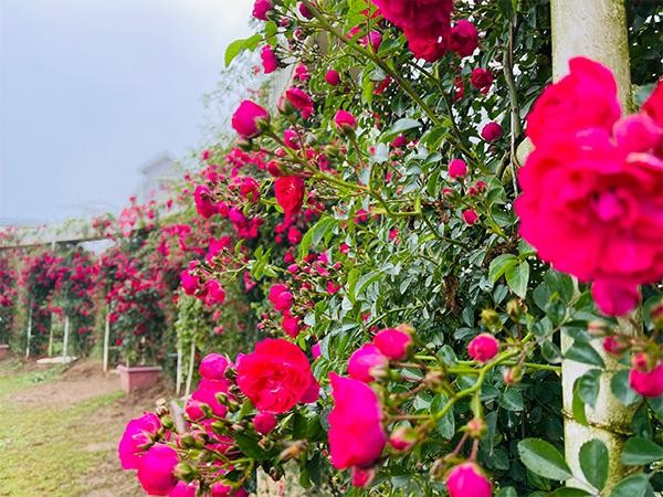 Hồng leo đỏ rực thung lũng hoa hồng Fansipan mùa tháng 5 ảnh 2