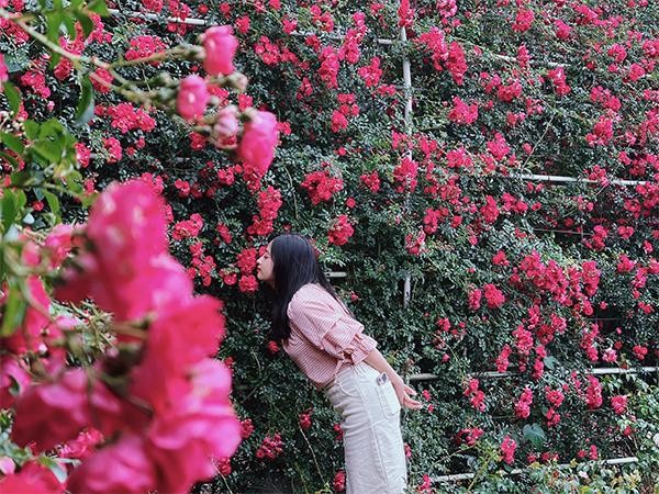 Hồng leo đỏ rực thung lũng hoa hồng Fansipan mùa tháng 5 ảnh 3