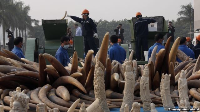 Trung Quốc tiêu hủy gần 6 tấn ngà voi bất hợp pháp ảnh 1