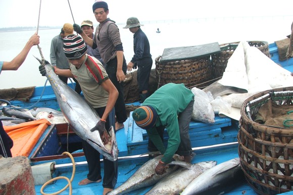 Ngư dân trúng đậm cá ngừ, sản lượng tăng đột biến ảnh 1